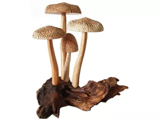 Rzeźba Misterna Formacja z Drewna GRZYBY Rękodzieło Drewno Teak