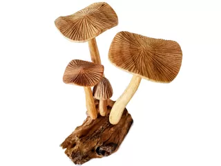 Rzeźba Misterna Formacja z Drewna GRZYBY Rękodzieło Drewno Teak