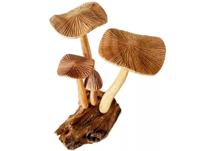 Rzeźba Misterna Formacja z Drewna GRZYBY Rękodzieło Drewno Teak