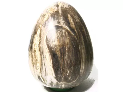 Jajo Skamieniałe Drewno Indonezja Kamień Jajko 18cm 5kg Indonezja